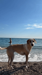 Peaceful afternoon at Montenegro beach with person and dog
