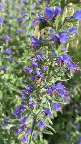 A close-up vertical video captures a bee actively collecting nectar from a tall stalk of vibrant purple flowers. The bee, with its distinctive stripes, is positioned on the middle section of the flower stalk, its body angled towards the blooms. Its wings are blurred due to rapid movement. The stalk is densely packed with small, trumpet-shaped flowers, many of which are adorned with delicate pink stamens. The background is a soft blur of green foliage and more purple flowers, suggesting a meadow or garden setting bathed in natural light. The video focuses on the bee's interaction with the flowers, highlighting the delicate process of pollination.
