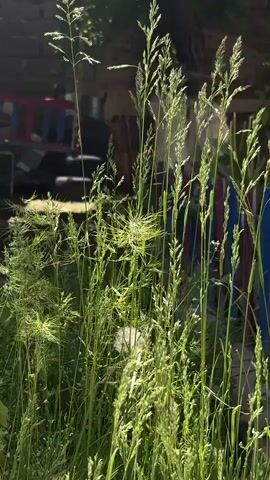 The video captures a close-up, eye-level view of tall, green grass swaying gently in the sunlight. The grass is the primary focus, with its slender stalks and feathery seed heads reaching upwards. In the background, out of focus, there are hints of an outdoor environment. To the left, a glimpse of a red and blue object, possibly a piece of furniture or equipment, is visible against a darker, indistinct structure. The lighting suggests a bright, sunny day, with sunlight illuminating the grass and casting dappled shadows. There are no people or animals visible in the frame, and the scene is quiet, with only the subtle movement of the grass indicating any change. The overall impression is one of natural growth and tranquility in an outdoor setting.