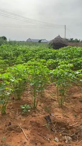 The video pans across a field of young green plants, likely crops, in a rural setting. The plants are arranged in neat rows in reddish-brown soil. In the background, there are a few buildings with light-colored roofs and some thatched structures, possibly huts. Power lines stretch across the sky. The overall impression is one of a cultivated agricultural area.
