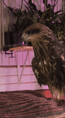 Indoor pet and household object observations captured over evening timespan