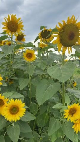 This is a vertical, medium shot video of a field of sunflowers. The sunflowers are in various stages of bloom, with many open and facing forward. The sky is overcast with dark clouds. The leaves of the sunflowers are large and green. The focus is on the sunflowers in the foreground, with others blurred in the background. There are no people visible in the video. The overall impression is one of a lush, natural landscape.