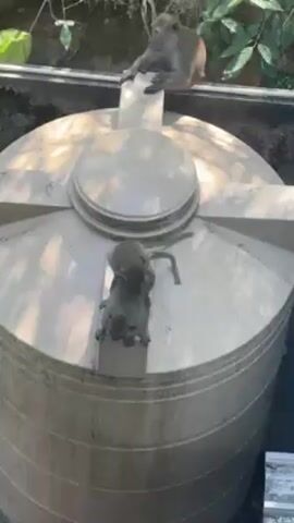 The video shows three monkeys on top of a large, circular, grey water tank. One monkey sits on top of the tank's lid, while the other two monkeys are on the edge of the tank, with one monkey riding on the other's back. The monkey on the bottom is crouched down, while the monkey on top is positioned horizontally across its back. The background shows some greenery and a portion of a tiled structure. The lighting is bright, suggesting it is daytime.