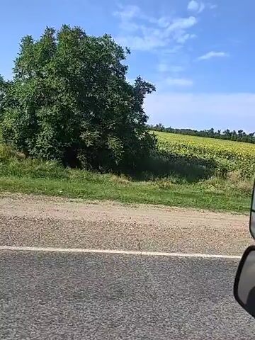 The video shows a view from a moving vehicle. In the foreground is an asphalt road with a dirt shoulder. Beyond the shoulder, a grassy area leads up to a large field of sunflowers under a bright blue sky with scattered clouds. Trees line the horizon to the left and right. A utility pole is visible in the distance.