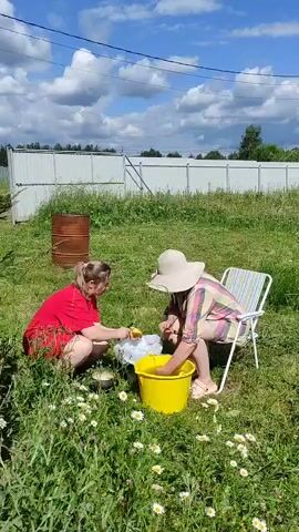 Two individuals are outdoors in a grassy area with wildflowers and a white fence in the background under a cloudy sky. The person on the left is wearing a red shirt and shorts and is crouched down. They are holding a white plastic bag and appear to be placing items into it. In front of them is a small black pot. The person on the right is wearing a wide-brimmed hat, a striped shirt, and shorts. They are seated in a white and blue striped folding chair and are actively engaged with a large yellow bucket. They are using their hands to handle something within the bucket, which appears to contain liquid and possibly produce. A rusty metal barrel is visible to the left of the frame. The overall impression is of preparing food or ingredients outdoors.