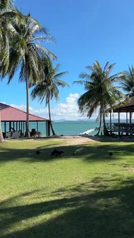 This media file depicts a serene tropical scene in Ban Khlong Hia, Thailand. The foreground features a lush green lawn with several chickens grazing. In the middle ground, two structures with red roofs and open-air verandas are visible, partially shaded by tall, swaying coconut palm trees. The ocean stretches out beyond, a vibrant turquoise under a clear blue sky dotted with fluffy white clouds. A narrow beach or sandy path leads to the water's edge.

In the distance, a boat with a long tail is moving across the water, creating a small wake. The overall atmosphere is peaceful and idyllic, suggesting a warm, sunny day, likely late morning or early afternoon given the bright sunlight and clear sky. The presence of the palm trees, the style of the buildings, and the turquoise ocean strongly indicate a coastal tropical location. The scene evokes feelings of tranquility and relaxation. There is no visible text in the media file.