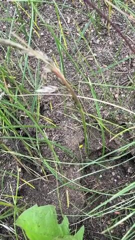 The video shows a close-up view of the ground, covered with soil and sparse blades of grass. A single yellow flower is visible in the center of the frame. The lighting suggests it is daytime, but the overall impression is one of an untended outdoor area.