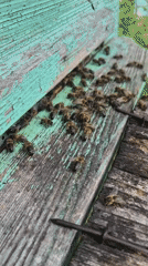 Beehive activity and backyard life in rural Karsha
