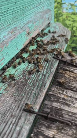 Beehive activity and backyard life in rural Karsha
