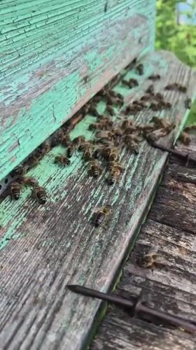 Beehive activity and backyard life in rural Karsha