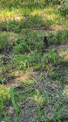 Spring nature documentation in Izmail parks and woodlands
