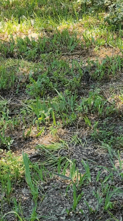 Spring nature documentation in Izmail parks and woodlands