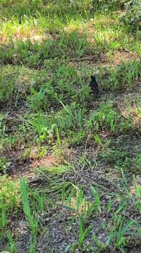 Spring nature documentation in Izmail parks and woodlands