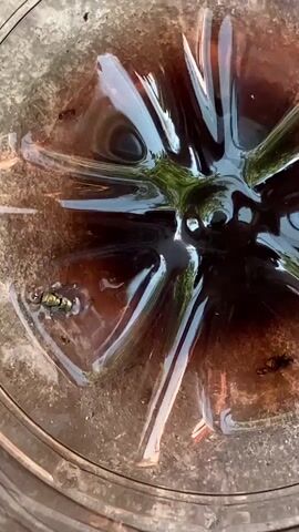 A close-up, top-down view of a clear plastic container holding a dark liquid. A dead fly, with iridescent green and black markings, floats on the surface of the liquid near the left edge of the frame. The liquid appears to have a slightly viscous quality and is dark brown or black in color, with lighter brown areas near the edges of the container. The container has a ridged, transparent exterior. The liquid's surface reflects light and shows patterns consistent with the interior of a bottle or container. Another insect, possibly also dead, is visible in the lower right quadrant of the frame. The background is out of focus and appears to be an outdoor setting, possibly with greenery visible in the reflections. The lighting suggests it is daytime.