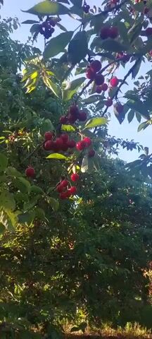 The video shows a low-angle shot of cherry trees laden with ripe cherries. The camera pans slightly upward, revealing the bright blue sky through the dense green foliage. Sunlight dapples through the leaves, illuminating the clusters of red cherries hanging from the branches. The overall impression is one of abundance and a ripe harvest.