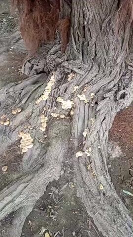 A close-up, upward-angle video shows the base of a large tree trunk with exposed roots and some fungi growing on the bark. The trunk is rough and gnarled, with deep crevices. Several clusters of small, white, mushroom-like fungi are visible growing on the bark and along the exposed roots. The ground around the tree is covered in loose soil, debris, and what appears to be dried pine needles. Some of the roots are thick and twisted, emerging from the soil and wrapping around the base of the trunk. In the upper right corner of the frame, a patch of reddish-brown material, possibly dried leaves or moss, is visible. The lighting suggests it is daytime, possibly overcast.