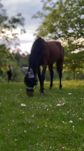 The video shows a brown horse grazing in a grassy field. The horse is wearing a fly mask with black and white stripes. The field is covered in green grass and small white flowers. Several trees are visible in the background. There is a figure visible in the distance to the left of the frame. The scene is set outdoors in daylight.