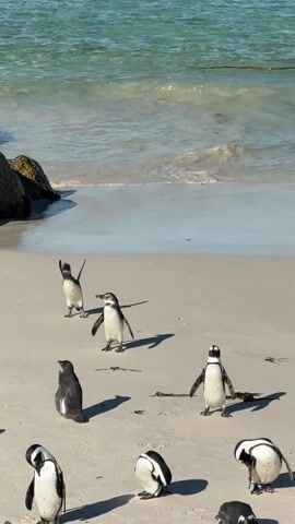 The video shows a beach with a group of African penguins. The penguins are standing, walking, and preening themselves on the sand. The ocean is visible in the background, with small waves rolling in. Some rocks are to the left.