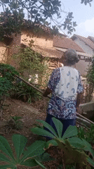 Jackfruit harvested and prepped by hand in a Mojo Pahit yard