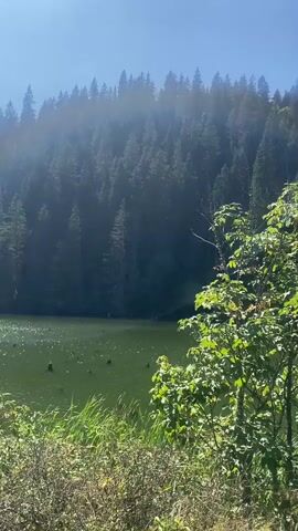The video shows a body of water, likely a lake, surrounded by a dense forest of evergreen trees. The water has a greenish hue, and several dead tree stumps are visible protruding from its surface. In the foreground, there is lush green vegetation, including tall grasses and leafy bushes. The sun is shining brightly, casting a glare on the water and creating lens flare effects in the upper part of the frame. The sky is clear and blue. The camera pans slowly across the scene, offering different perspectives of the lake and the surrounding forest. There are no people or animals visible in the video.