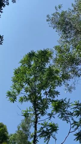 A vertical video shows a clear blue sky with the tops of several trees. The trees have green leaves and their branches reach towards the sky. The video is shot from a low angle, looking up at the canopy of the trees against the sky. The leaves are dense on some branches and sparse on others. The lighting suggests it is daytime.