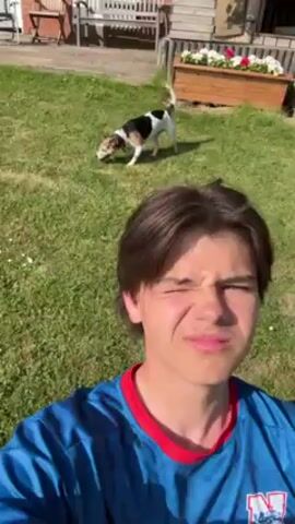 Okay, here's a description of the video:

The video shows a young man taking a selfie video in a grassy backyard. He's wearing a blue shirt with red trim. He has light brown hair styled with a slight side part. His expression is slightly squinty, with a subtle smile.

In the background, a black and white dog is sniffing the ground. The yard appears well-maintained, with a brick building visible in the distance. There are also some pieces of patio furniture scattered around the yard. The scene is brightly lit by sunlight.