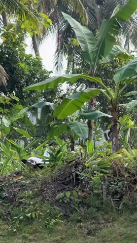 A medium shot shows a wild duck and two ducklings walking through dense vegetation. The duck is black and white with red markings around its eyes and beak. The ducklings are brown and fluffy. The environment is lush and green with large banana leaves and palm trees visible in the background. The ground is covered with grass and dirt. The lighting is natural and appears to be daytime.
