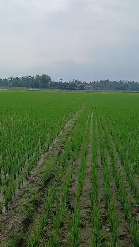 The video shows a drone shot gliding over a lush green rice paddy. The camera moves forward, revealing rows of young rice plants neatly planted in muddy soil. In the distance, a line of trees and a few houses can be seen, indicating a rural landscape. The sky is overcast with gray clouds. There are no people or animals visible in the frame.