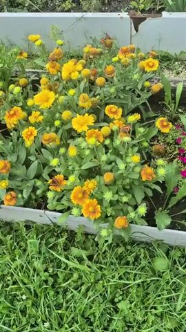The video shows a close-up view of a garden bed filled with numerous yellow and orange flowers, possibly Gaillardia, also known as blanket flowers. Several butterflies, appearing to be Monarchs due to their orange and black coloration, are actively feeding on the nectar of these flowers. The flowers are in various stages of bloom, with some fully open and others still in bud. The garden bed is bordered by weathered wood and surrounded by lush green grass. The overall impression is one of a vibrant, natural scene teeming with life.