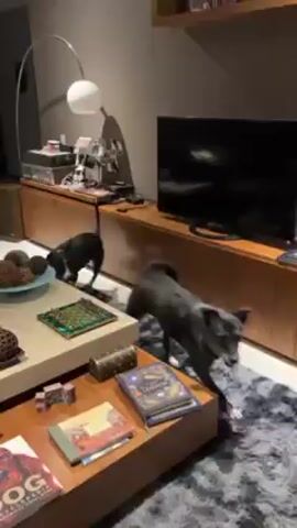 The video shows two black and white dogs playing indoors on a glossy white floor. The room includes a television, furniture, plants, and various decorations. The dogs are wrestling and nipping at each other in a playful manner. The person filming is moving the camera around the room.