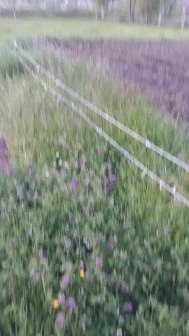 The media file captures a rural landscape in Artsvakar, Armenia. The scene appears to be a field with tall grass and some scattered purple flowers in the foreground, bordered by a simple wire fence. Beyond the field, there are signs of cultivation with dark, tilled earth. In the mid-ground, several trees are visible, and further in the distance, a small cluster of houses suggests a settlement. A gentle slope or hill forms the backdrop, with more trees dotting its crest.

The time of day is likely early evening or late afternoon, as indicated by the soft, diffused light and the pale sky with wispy clouds. The weather appears calm and mild. The overall mood is serene and peaceful, evoking a sense of rural tranquility.

The camera is angled upwards, focusing on the sky and the tops of trees as the video progresses. The sky transitions from a light, hazy blue to a deeper, more muted blue with increasingly prominent clouds, suggesting the day is drawing to a close. The movement of the camera creates a dynamic viewing experience, shifting the focus from the grounded elements of the landscape to the expansive sky. There is no visible text in the media file.
