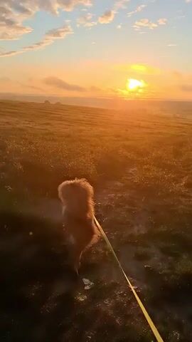 A golden retriever on a leash is walking through a grassy field towards a sunrise. The sun is bright and low in the sky, casting a warm, orange glow over the landscape. The sky is a mix of blue and orange with scattered clouds. The field appears to be cultivated, with visible rows extending into the distance. There is a gentle mist or fog settled in the valley, adding to the atmospheric beauty of the scene. The dog is the primary subject, and its furry coat is illuminated by the sunrise. The overall mood is peaceful and serene, capturing a tranquil moment at the beginning of the day. The time of day is clearly sunrise, and the weather appears calm. The location is a rural, open field in Kaporskoe, Russia. No text is visible in the media file.