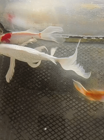 Koi fish in a tank at a mosque in Indonesia