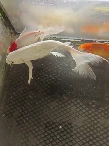 Koi fish in a tank at a mosque in Indonesia
