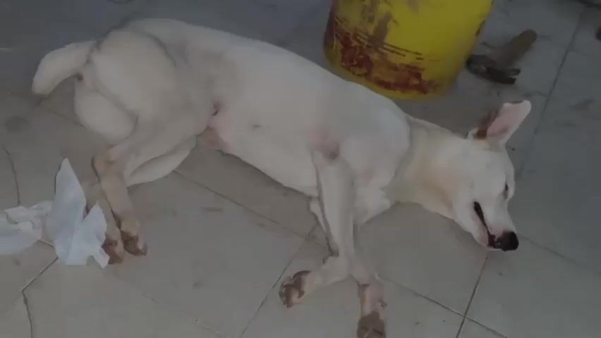 A white dog is lying on the floor with its eyes closed. A piece of crumpled white paper is to the left of the dog. In the background, there is a yellow bucket and a hammer. The floor appears to be tiled.
