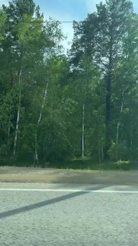 The video shows a view from a moving vehicle, looking out at a roadside forest under a bright, cloudy sky. The trees are a mix of deciduous and coniferous types, with sunlight filtering through the leaves. A utility pole with wires is visible along the side of the road. The road surface appears to be asphalt, with white lane markings. The footage is shot from a side-on perspective, suggesting the vehicle is traveling parallel to the forest.