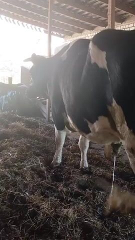 A cow urinates in a barn. The cow is black and white and is standing on hay or straw. The barn has a corrugated metal roof and the sun shines through the open doorway.