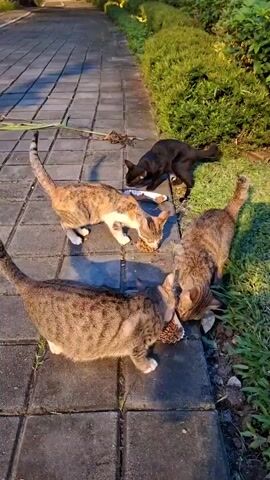 Four cats are eating from a pile of food on a paved walkway. One cat is black, one is calico, and two are tabby. They are surrounded by grass and foliage.