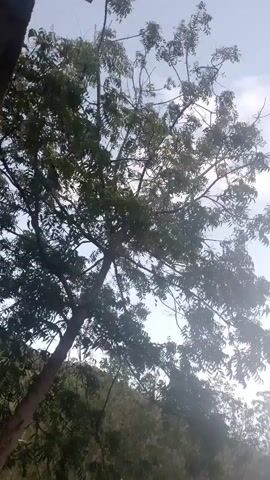 The video shows a tree with a bright sky in the background. The tree is green and leafy, with thin branches reaching towards the sky. The sky is a pale blue with some white clouds. The sun appears to be shining, possibly indicating it is daytime. The camera angle is looking up at the tree from below, suggesting the viewer might be standing near its base. There are other trees and foliage visible in the background, appearing slightly out of focus, suggesting a natural or outdoor setting, possibly a park or a rural area. The overall mood seems peaceful and serene, with the gentle movement of the leaves possibly caused by a light breeze. No people or specific objects are clearly identifiable in the foreground or on the tree itself. There is no visible text in the frame. The location is identified as El Tigrillo, Venezuela, which suggests a tropical or subtropical climate where such lush foliage would be common. The lighting suggests it could be morning or late afternoon, as the sun is bright but not directly overhead.