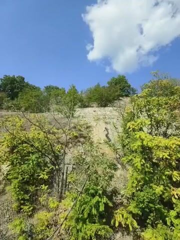 The video shows a low-angle, wide shot of a natural environment. The foreground is dominated by green foliage and dry, sparse vegetation, indicative of a hillside. The terrain is rough and rocky, with patches of exposed earth. In the midground and background, more trees and bushes dot the landscape, ascending a slope. The sky is a clear blue with a few fluffy white clouds. The overall impression is of a dry, sunny day in a rural or natural setting. The camera appears to be moving, possibly handheld or attached to a moving object like a vehicle, as the perspective shifts slightly throughout the brief clip.