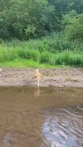 A brown and white dog with a stick in its mouth walks through shallow water near a muddy shore. The shore is lined with tall green grass and trees in the background. The water is murky brown and reflects the trees. The video is shot from a low angle, at water level.