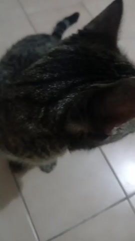 A close-up video shows the head and upper body of a tabby cat from a high angle. The cat's fur is gray and black with stripes. The cat's ears are pointed and its tail is visible in the upper left corner of the frame. The cat appears to be on a tiled floor.