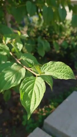 A close-up video shows a green leaf on a branch. The leaf has visible veins and is angled towards the right side of the frame. The background is blurred, with more green foliage and some sunlight dappling through. In the lower right corner, a light-colored, textured surface, possibly concrete or stone, is visible. The video is short and focuses on the detail of the leaf and its natural surroundings.