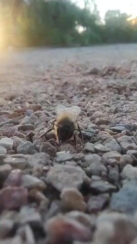 A close-up shot displays a bee positioned on a pebbled surface. The bee is facing directly toward the camera, with its wings slightly visible. The ground consists of small rocks, predominantly in shades of gray, tan, and brown. The background shows out-of-focus greenery, suggesting trees or shrubbery, and the sun is visible, casting a warm glow. The overall atmosphere is one of stillness and close observation of the bee in its natural environment.