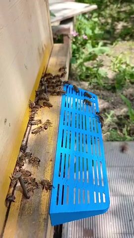 The video shows a close-up of a beehive entrance with numerous bees on the wooden exterior and a bright blue plastic bee gate. The bees are the primary subjects, with many visible crawling on the wood and the blue gate, some entering and exiting. The scene is outdoors, with lush green foliage and dappled sunlight suggesting a daytime setting with pleasant weather. The wooden hive structure is prominent, painted yellow on the side visible in the frame, and a gray, slatted surface is visible in the foreground, likely part of the hive's base or landing board. The activity is the normal, busy traffic of bees returning to and departing from their hive. There is no visible text in the video. The location is identified as Ijevan, Armenia.