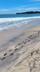 Early morning beach scenes with crabs documented at Arugam Bay