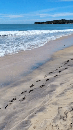 Early morning beach scenes with crabs documented at Arugam Bay