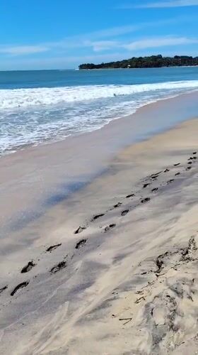Early morning beach scenes with crabs documented at Arugam Bay