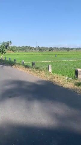 The video pans from left to right, showing a rural landscape under a clear blue sky with some scattered clouds. In the foreground, there is a paved road with a shadow cast across it. The road is bordered by a grassy verge with a few concrete markers. Beyond the verge lies a vibrant green rice paddy field, meticulously cultivated with rows of young rice plants. A narrow irrigation channel runs through the field. In the middle distance, there are a few small wooden structures that appear to be shelters or huts, common in agricultural settings. A tall palm tree trunk is visible on the left side of the frame, partially obscuring the view of the rice fields. In the far distance, a line of trees and a power transmission tower can be seen against the horizon. A person in a blue garment is visible walking in the rice paddy field. The overall impression is of a serene, agricultural environment bathed in sunlight.