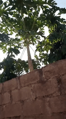 Close-up details of a small outdoor domestic compound